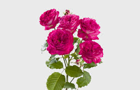 Pink Roses